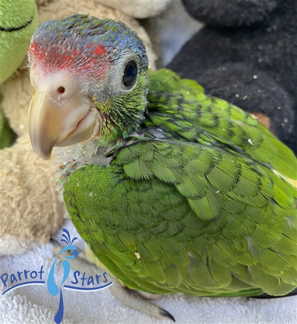 Mexican Red Headed Amazon - Male