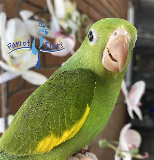 Canary Winged Parakeet - Male