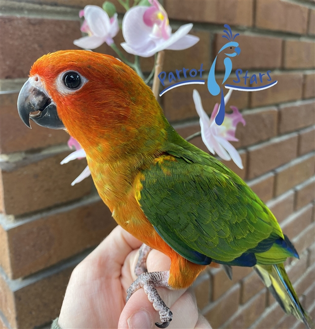 Split Red Factor Sun Conure - Female