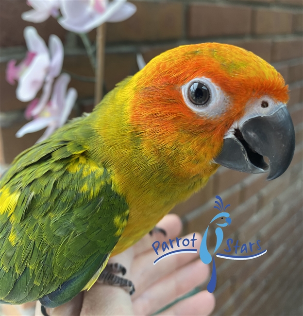 Sun Conure - Male