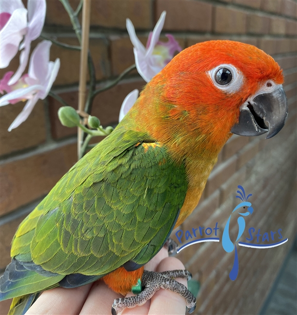 Red Factor Sun Conure - Male