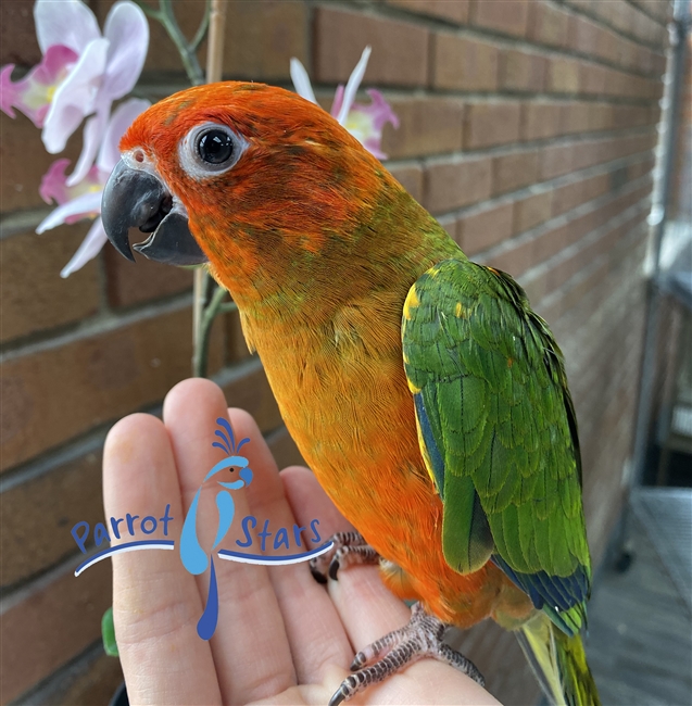 Red Factor Sun Conure - Male