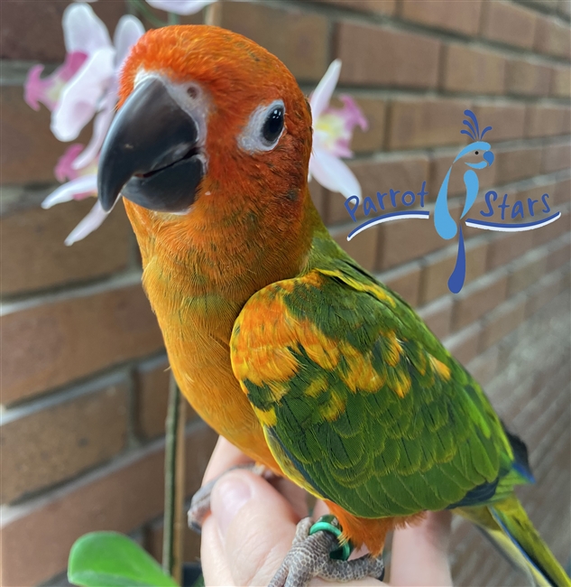 Split Red Factor Sun Conure - Female