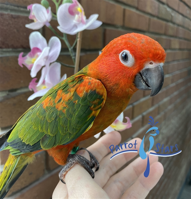 Red Factor Sun Conure - Male