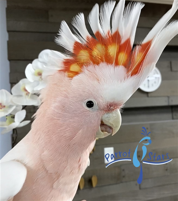 Major Mitchell Cockatoo - Male