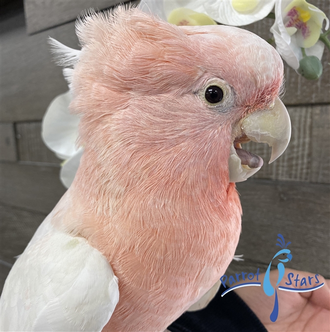 Major Mitchell's Cockatoo - Male