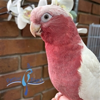 Lutino Rose Breasted Cockatoo - Female