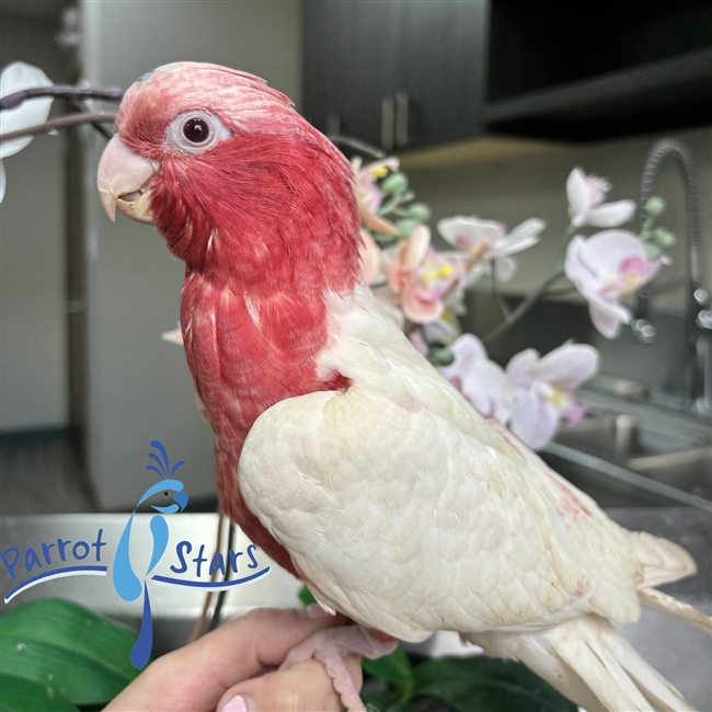 Lutino Rose Breasted Cockatoo - Female