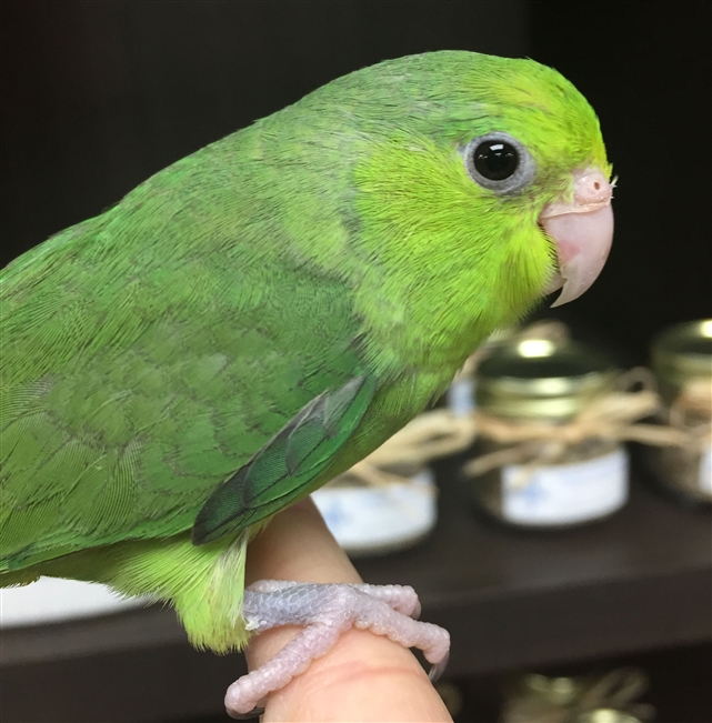Parrotlet - Green - Female