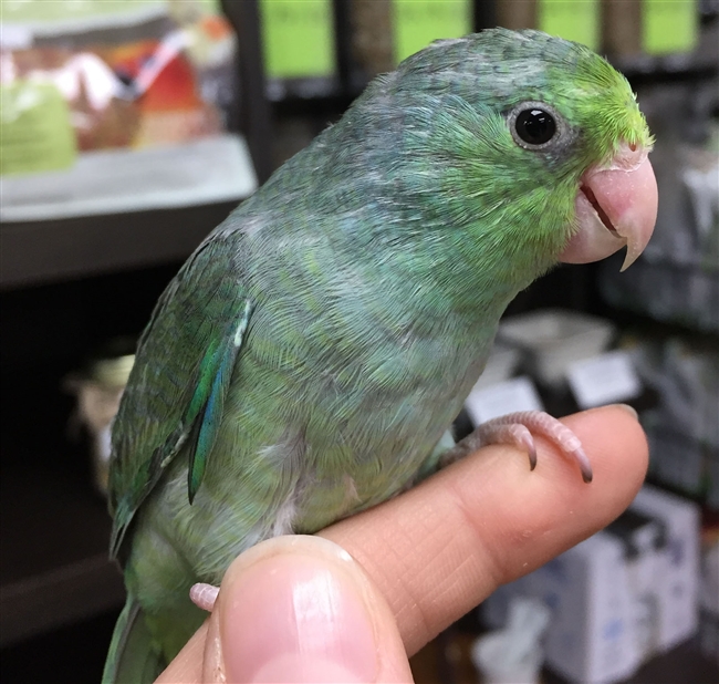 Parrotlet - Turquoise - Female