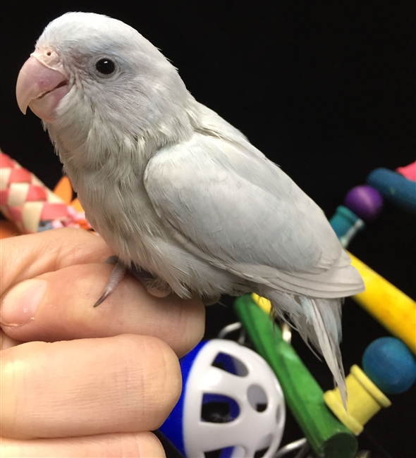 Parrotlet - American White - Female