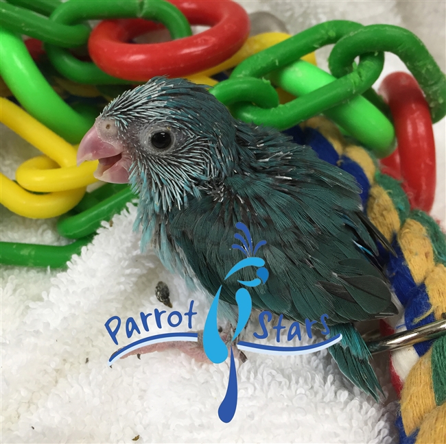 Parrotlet - Blue - Female