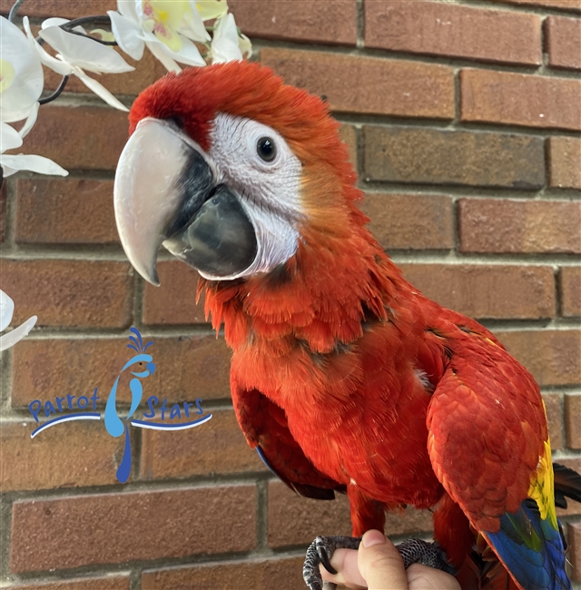 Scarlet Macaw - Female