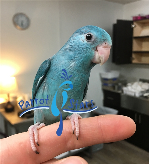 Parrotlet - Blue - Female