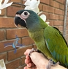 Blue Headed Macaw - Male