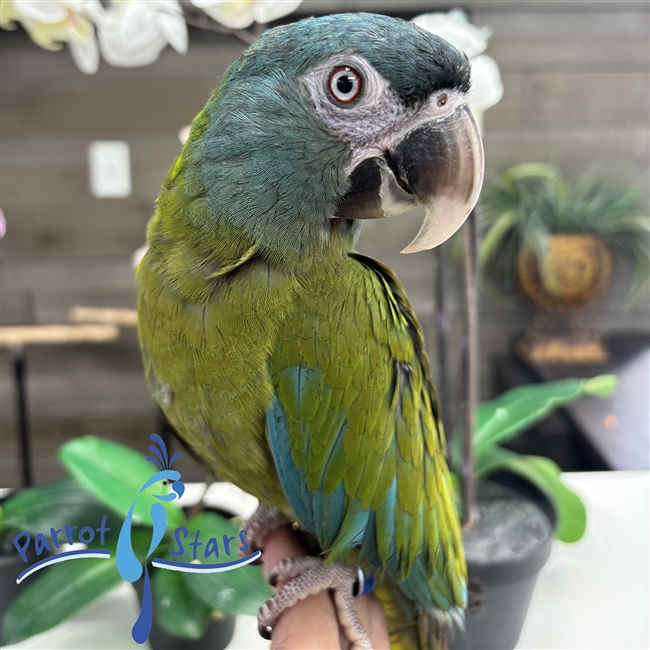 Blue Headed Macaw - Male
