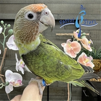Cape Parrot - Male