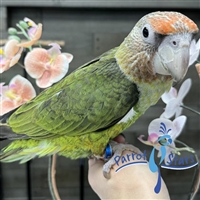 Cape Parrot - Female