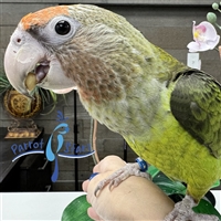 Cape Parrot - Female