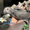 Timneh African Grey - Female