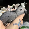 Congo African Grey - Female