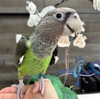 Cape Parrot - Male