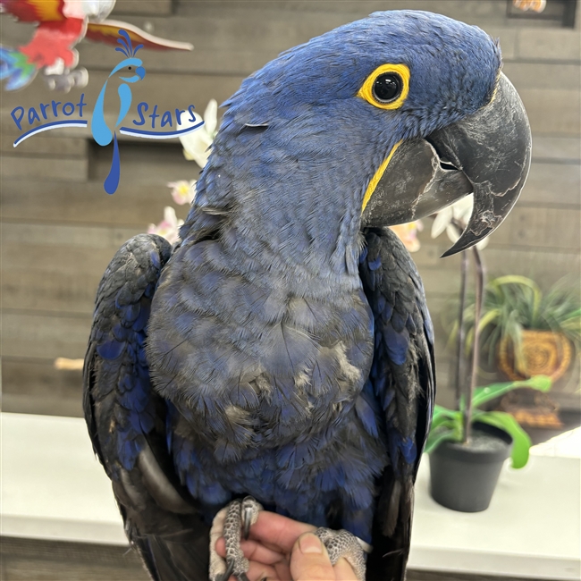 Hyacinth Macaw - Female
