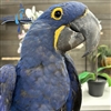 Hyacinth Macaw - Female