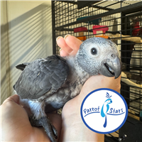 Timneh African Grey - Female