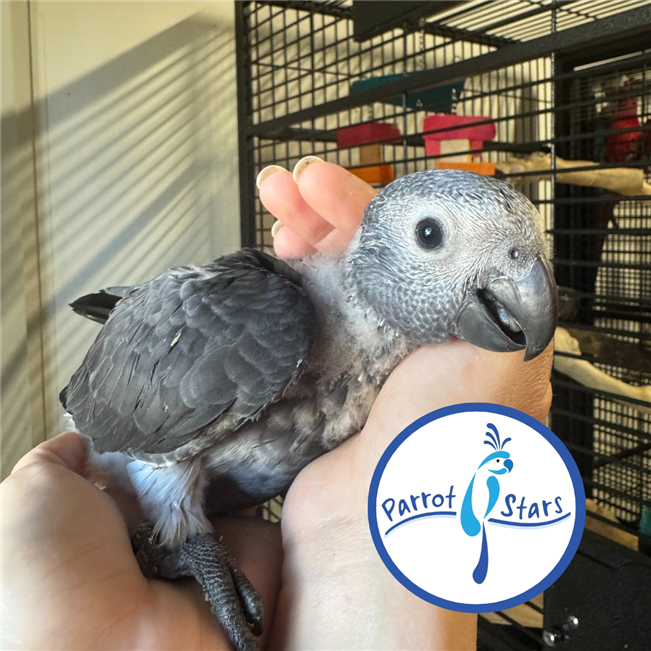 Timneh African Grey - Female