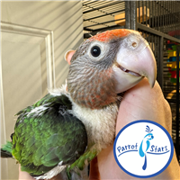 Cape Parrot - Male