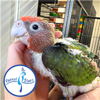 Cape Parrot - Female