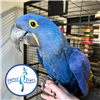 Hyacinth Macaw - Female