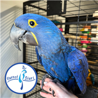 Hyacinth Macaw - Female