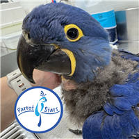 Hyacinth Macaw - Male