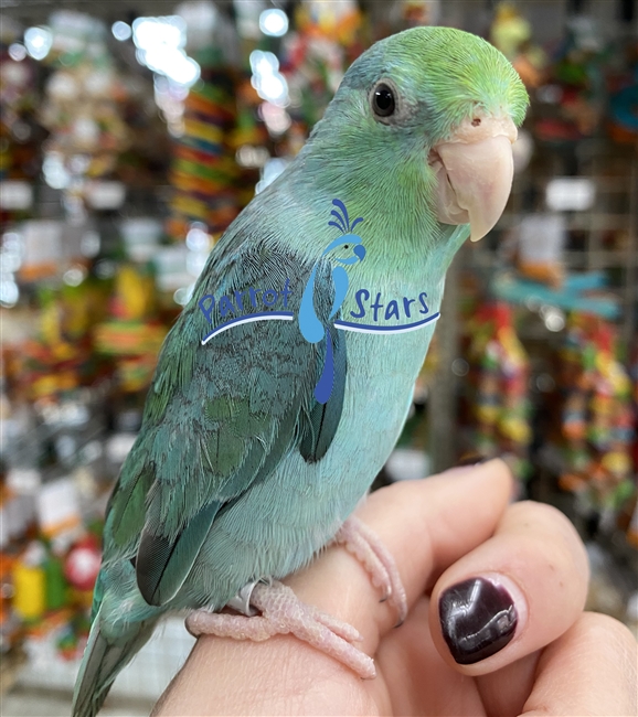 Parrotlet - Turquoise - Female