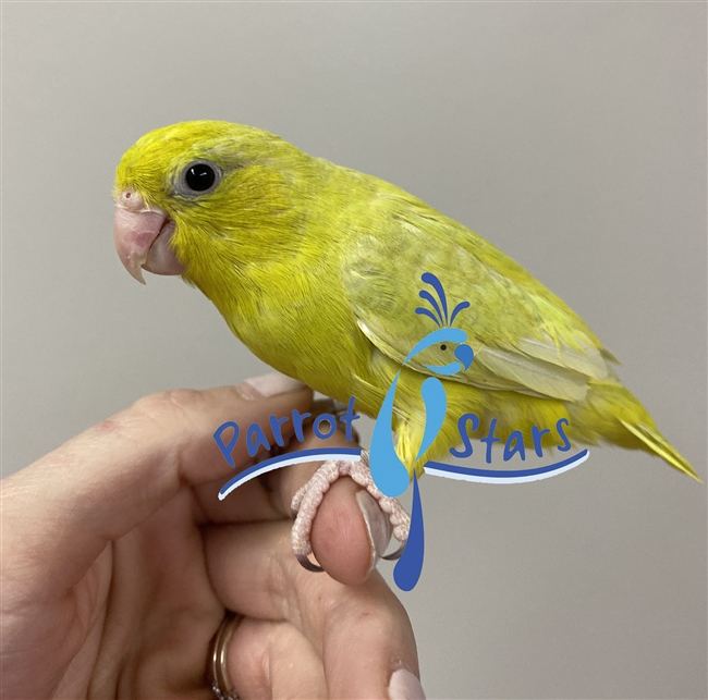 Parrotlet - Yellow - Female