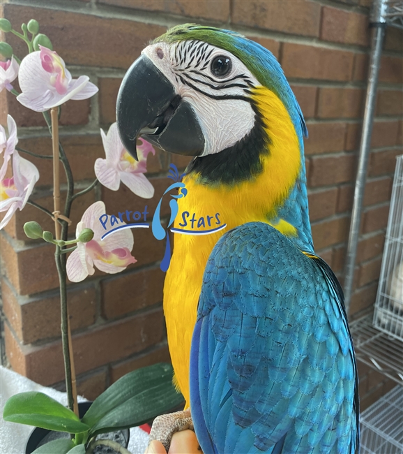 Blue and Gold Macaw - Female