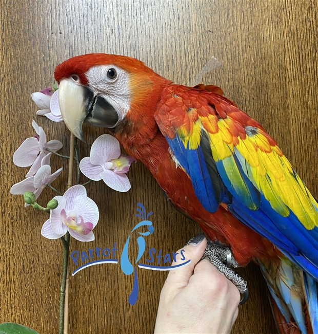 Scarlet Macaw - Male