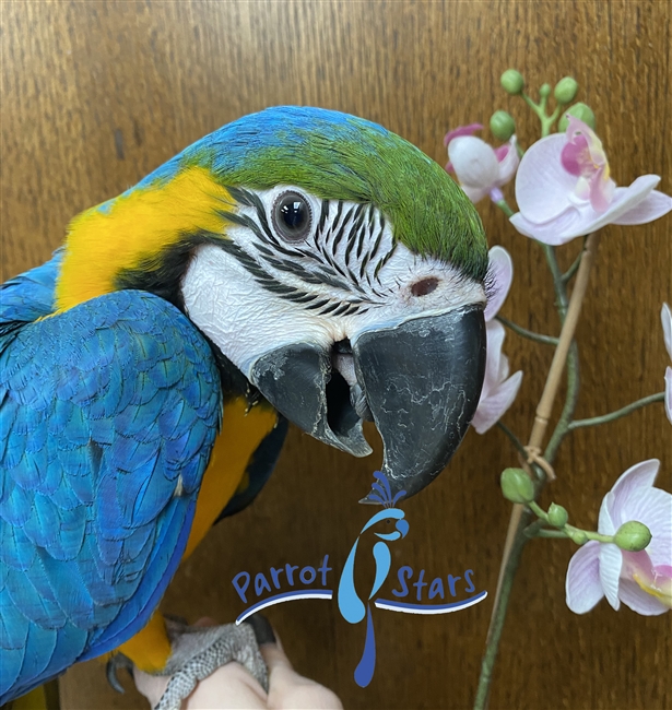 Blue and Gold Macaw - Female