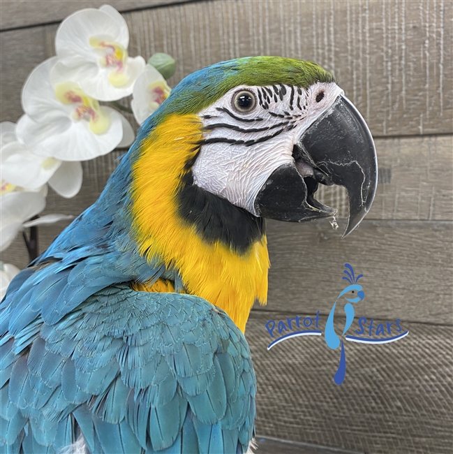 Blue and Gold Macaw - Female