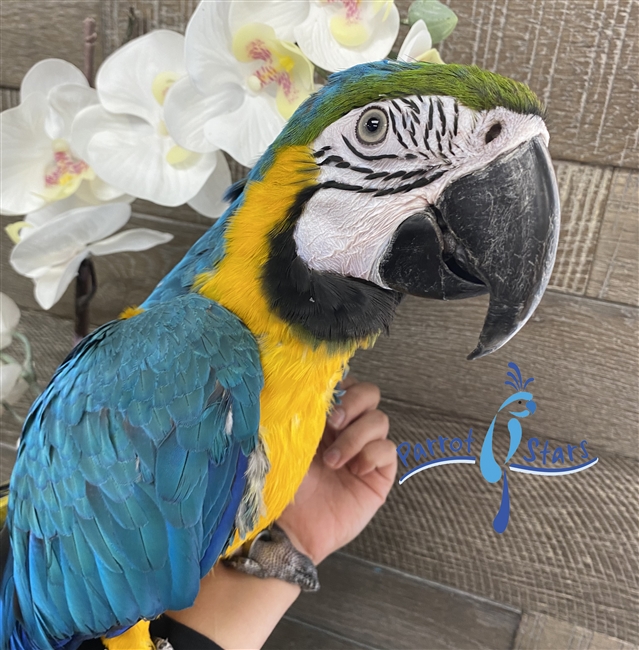 Blue and Gold Macaw - Male