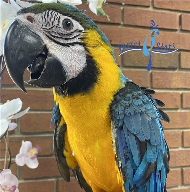 Blue and Gold Macaw - Female