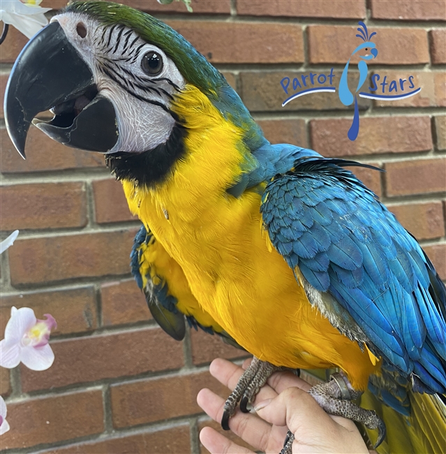 Blue and Gold Macaw - Female