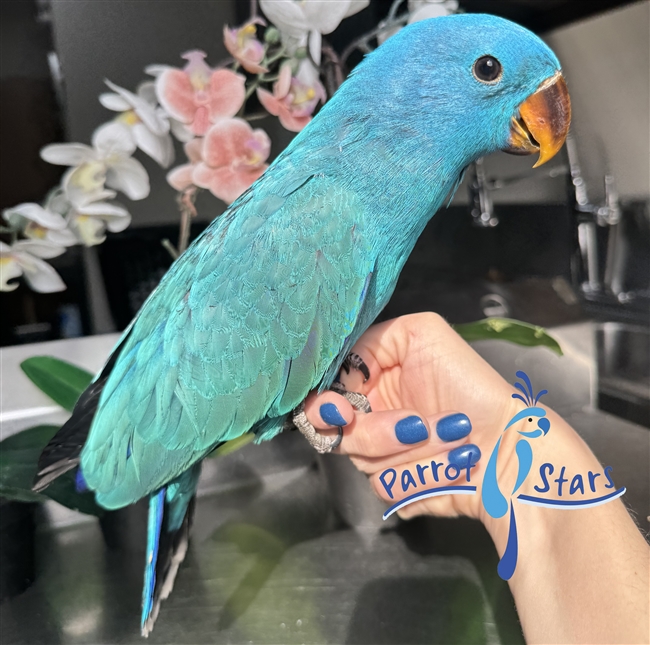 Blue Mutation - Solomon Island Eclectus - Male