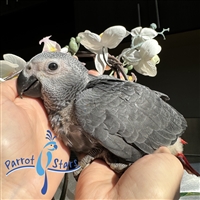 Congo African Grey - Male