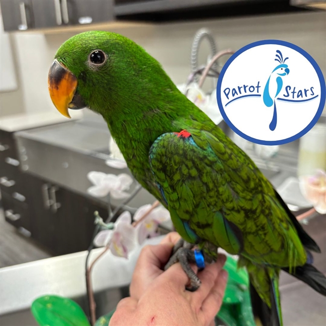 Solomon Island Eclectus - Male