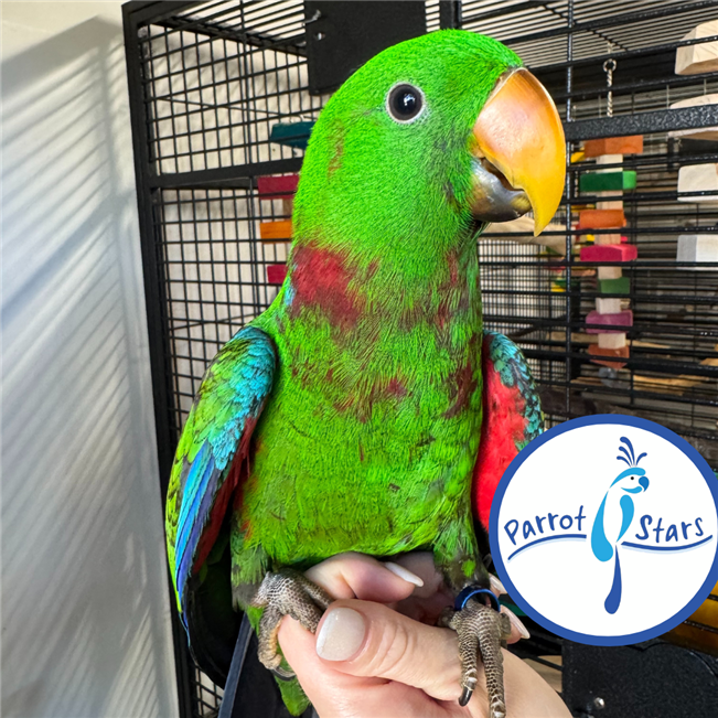 Solomon Island Eclectus - Male