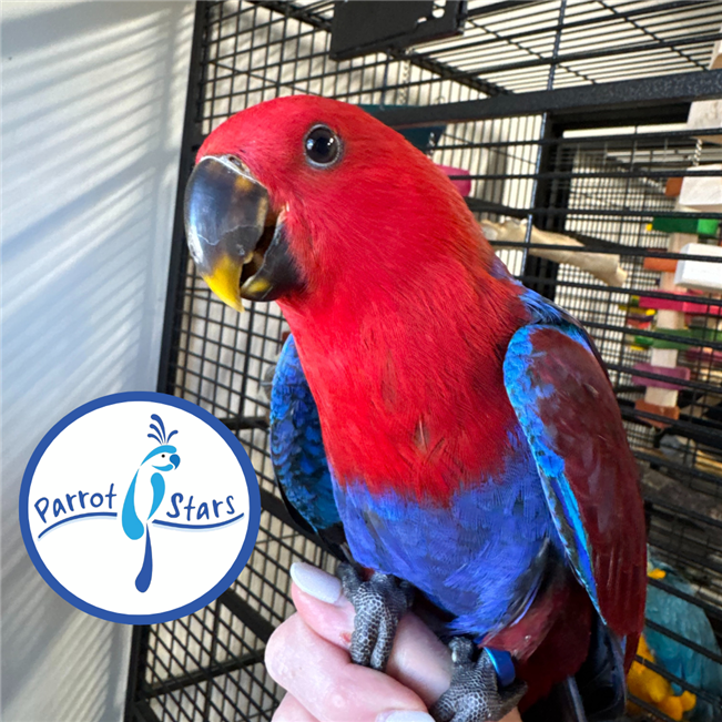 Solomon Island Eclectus - Female