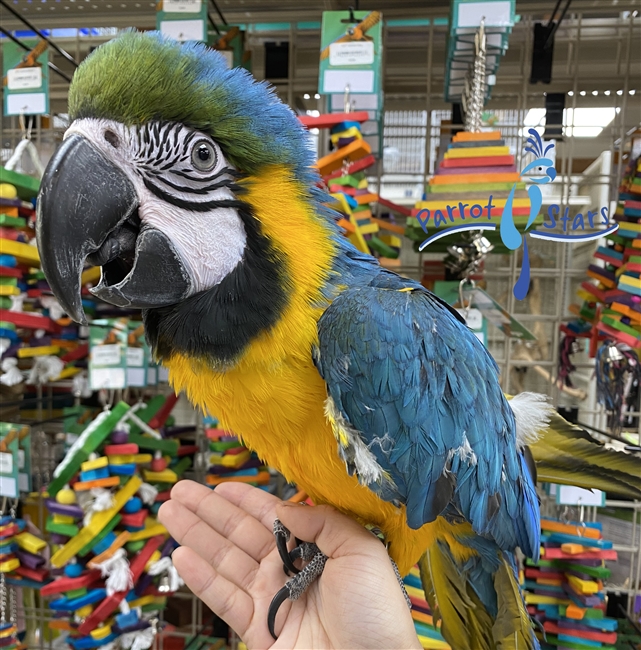 Blue and Gold Macaw - Male